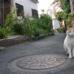 商店街の近所の猫
