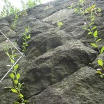 石垣の雑草も華やか