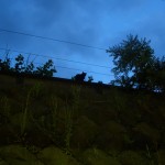 シルエットのクロネコ