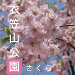 衣笠山公園の桜